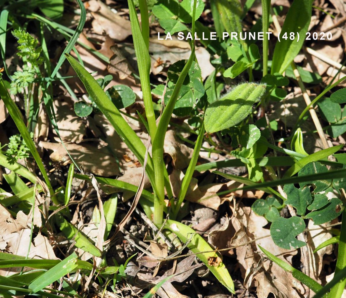 Orchid, Tongue leaf